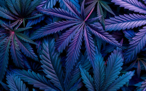 Cannabinoide: Die Wirkung von CBD, THC und 10-OH-HHC